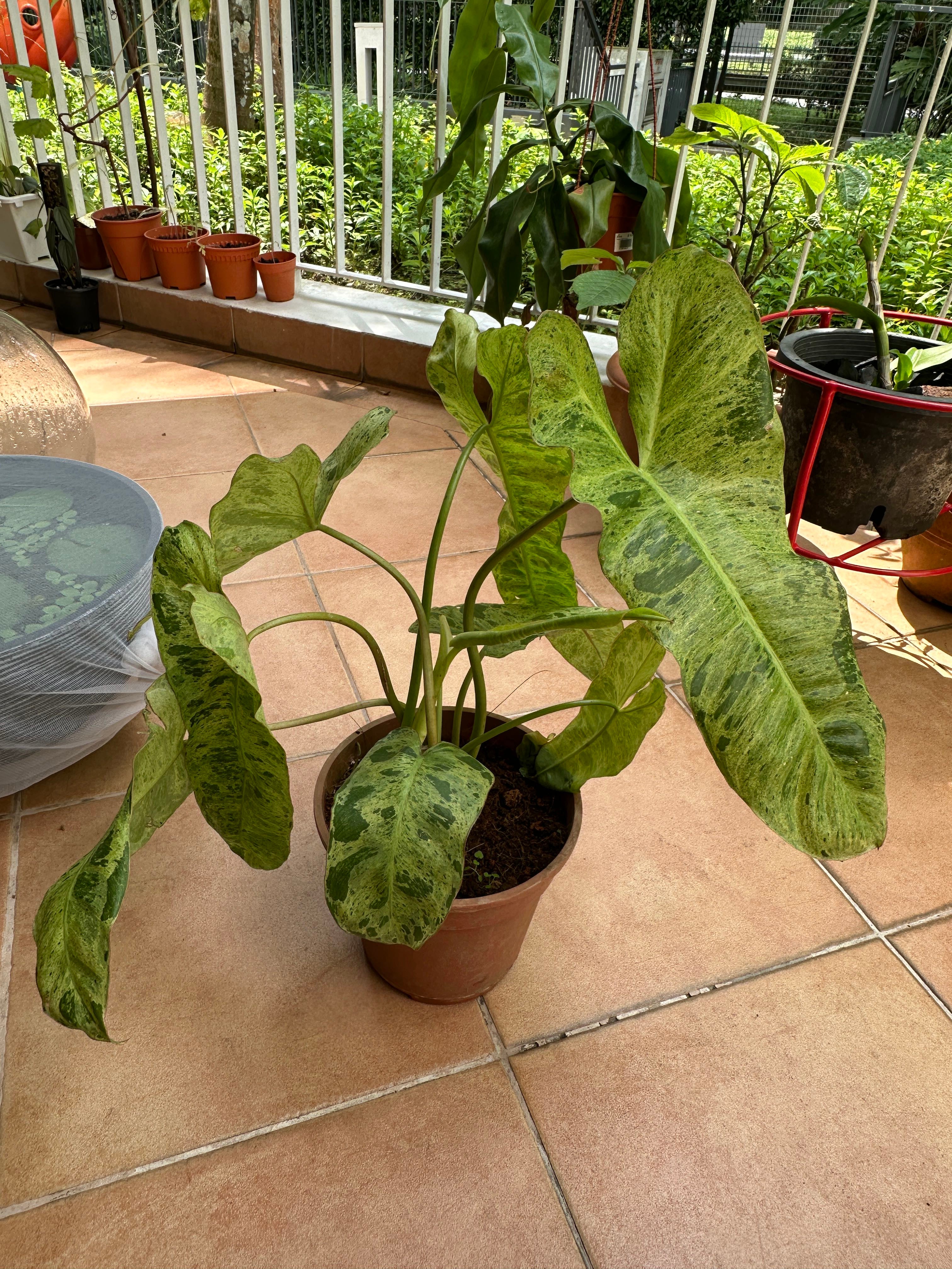 その他観葉植物 Philodendron Whipple Way Philodendron Whipple Way nr 2