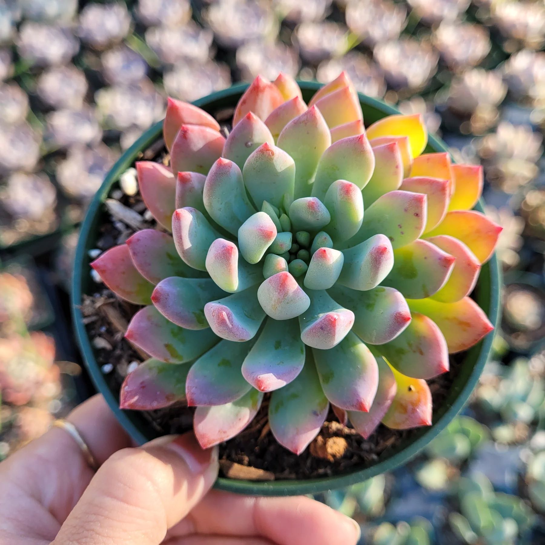 Photo from the post