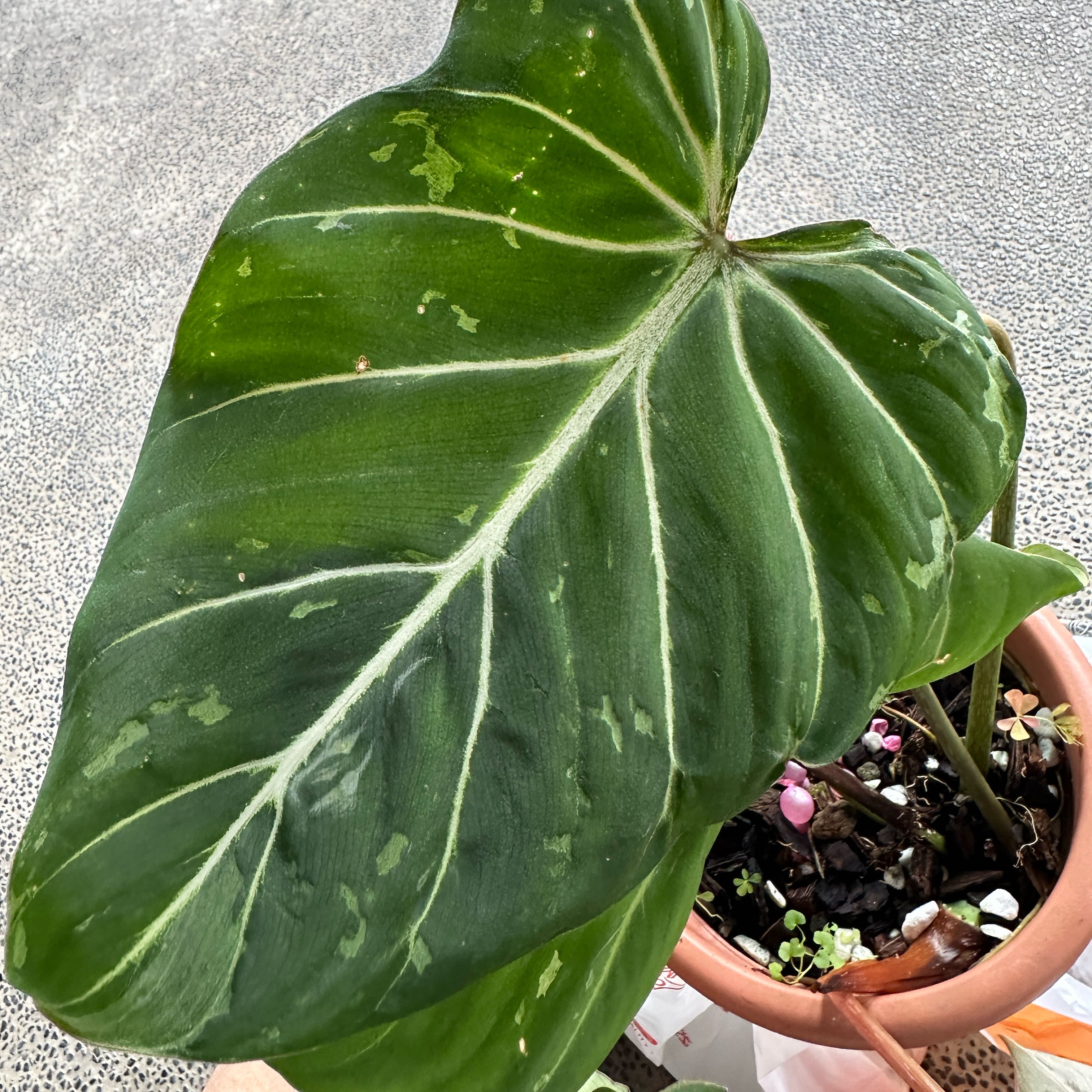 Photo of the plant species Philodendron gloriosum 'Snow Leopard' Variegated by @Araceae named Leonard on Greg, the plant care app