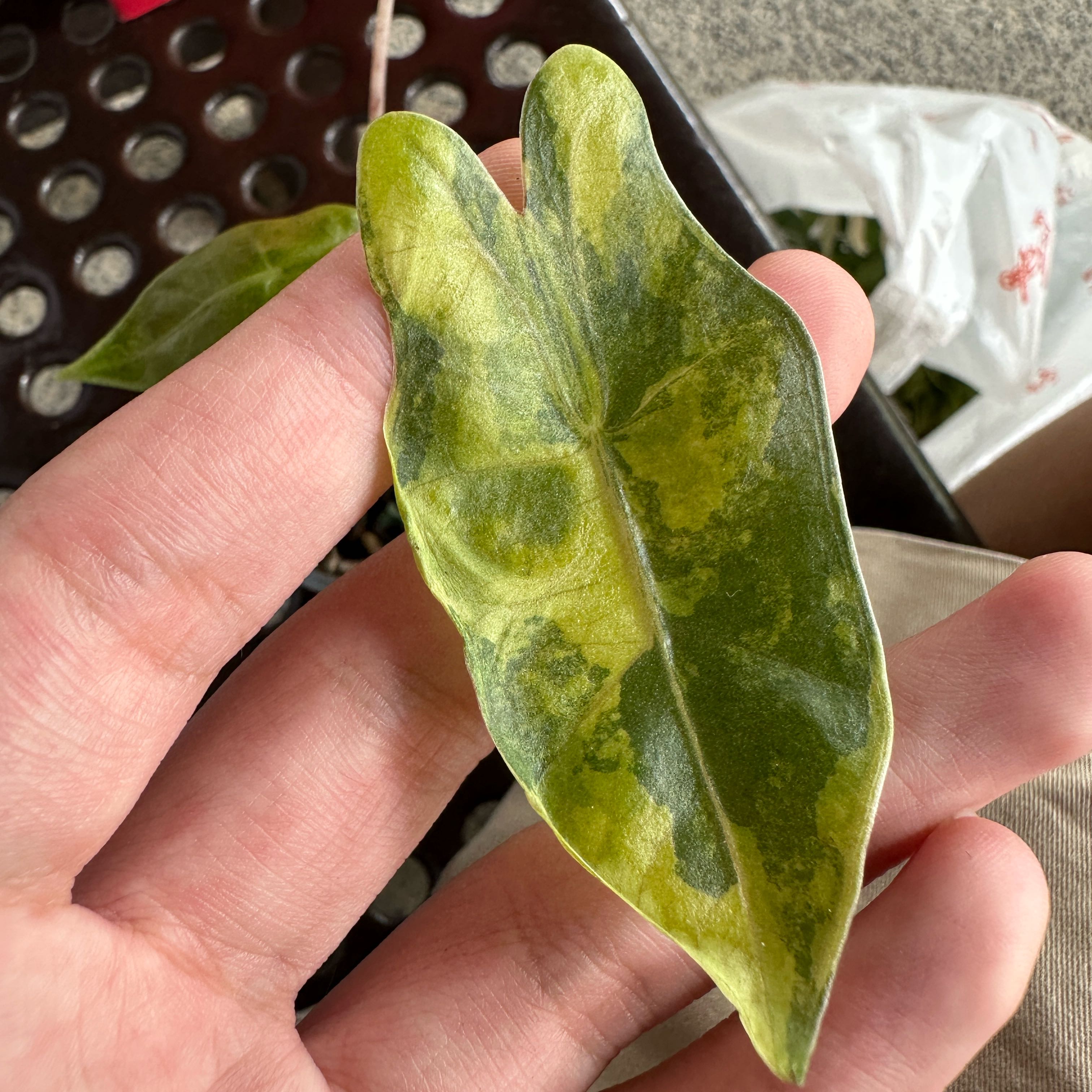Photo of the plant species Alocasia Bull-sanderiana 'Aurea' by @Araceae named Borris on Greg, the plant care app