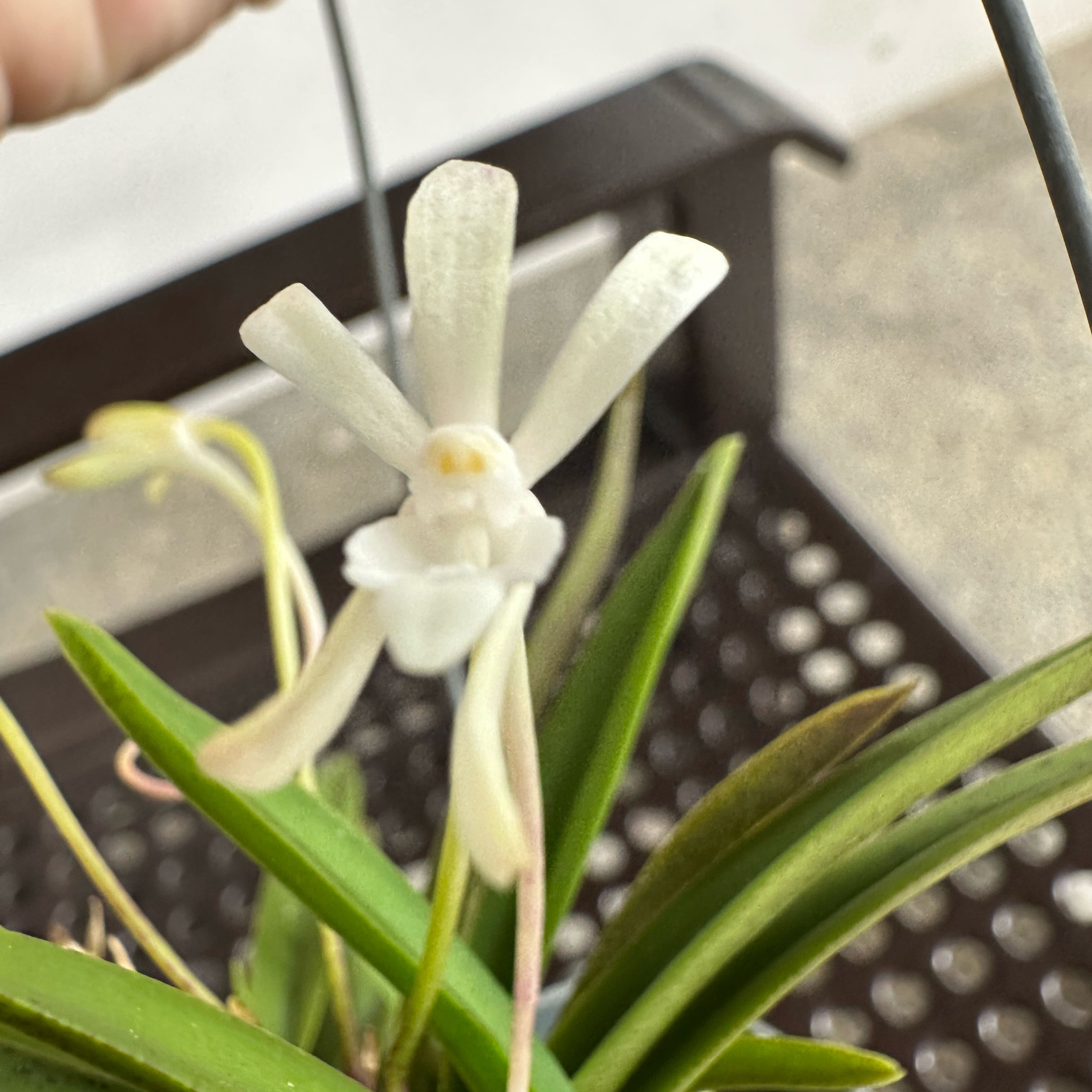 Photo of the plant species Vanda falcata by @Araceae named Xena on Greg, the plant care app