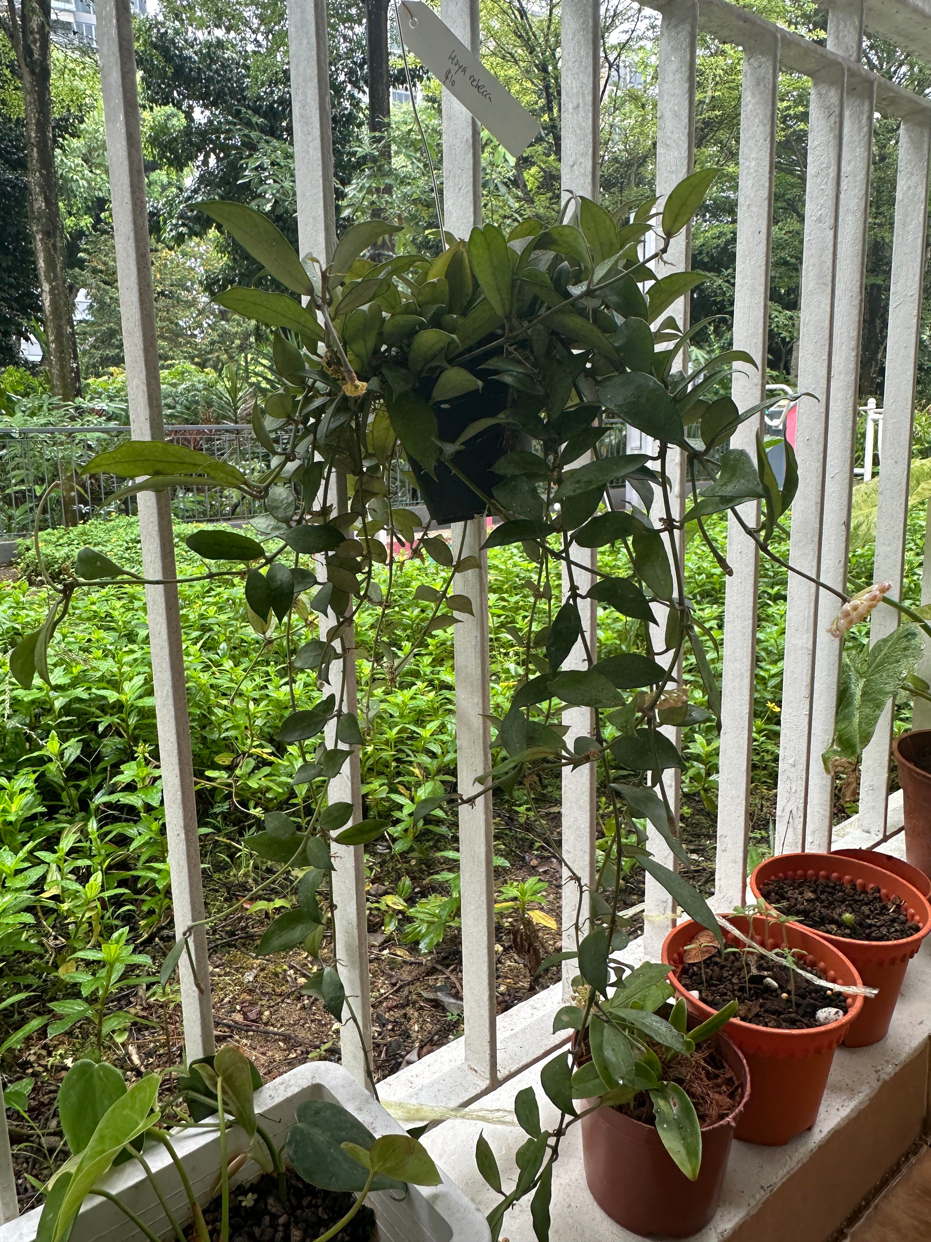 Hoya lacunosa 'Minara' Plant Care: Water, Light, Nutrients | Greg