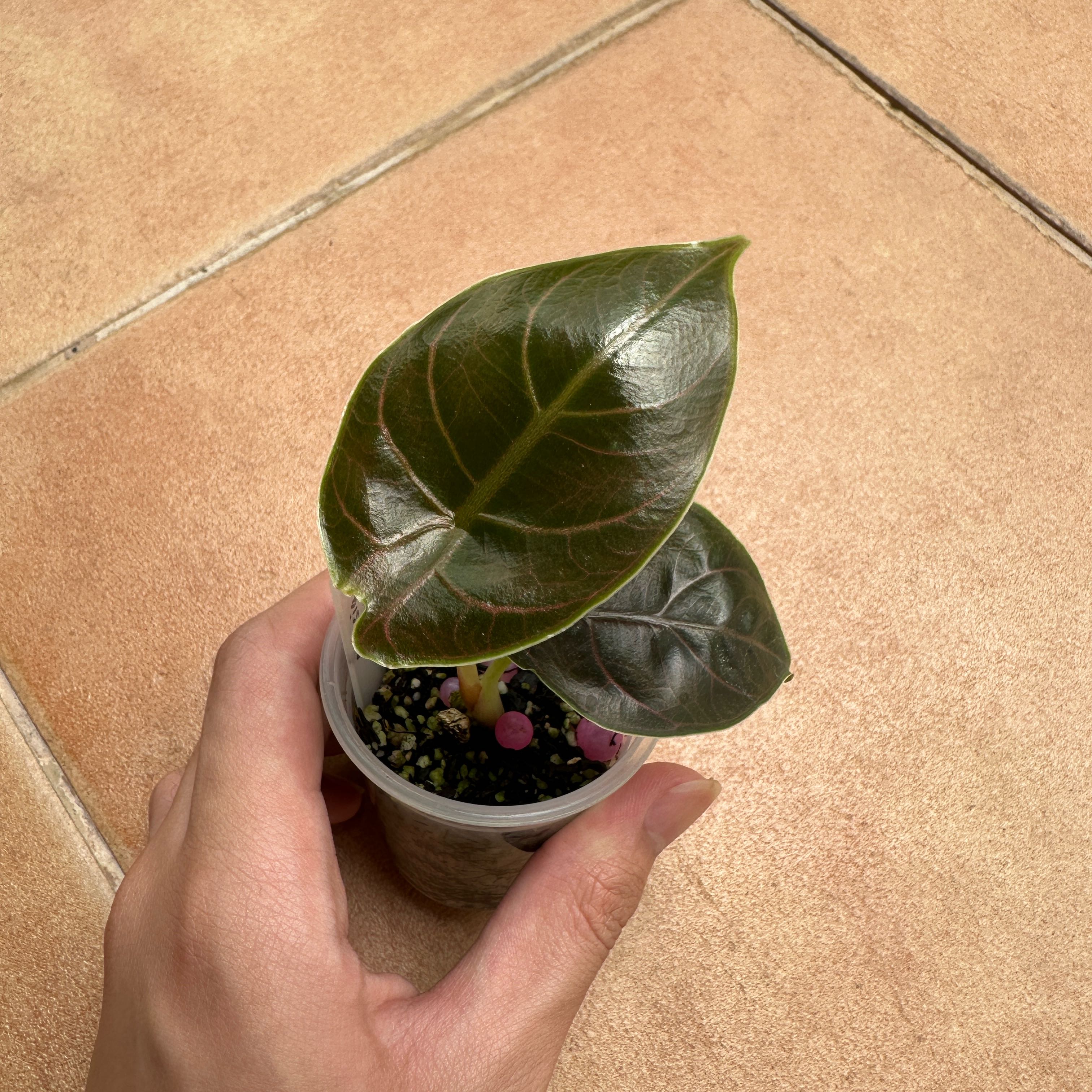 Photo of the plant species Red Mambo by @Araceae named Osmo on Greg, the plant care app
