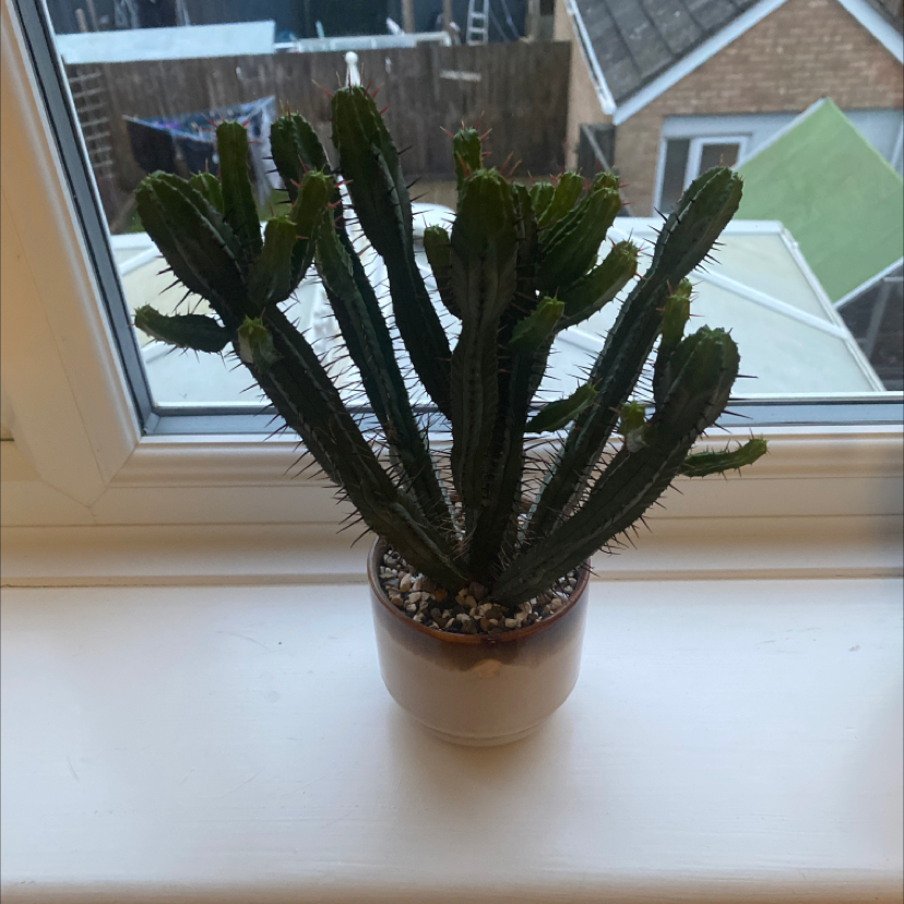 Photo of the plant species Euphorbia heptagona by @Zzero7 named Apollo on Greg, the plant care app