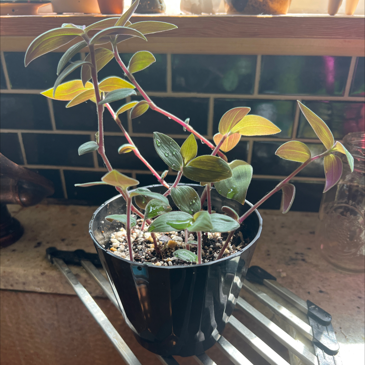 Photo of the plant species Flowering Inch Plant by @minklet named Sproutacus on Greg, the plant care app