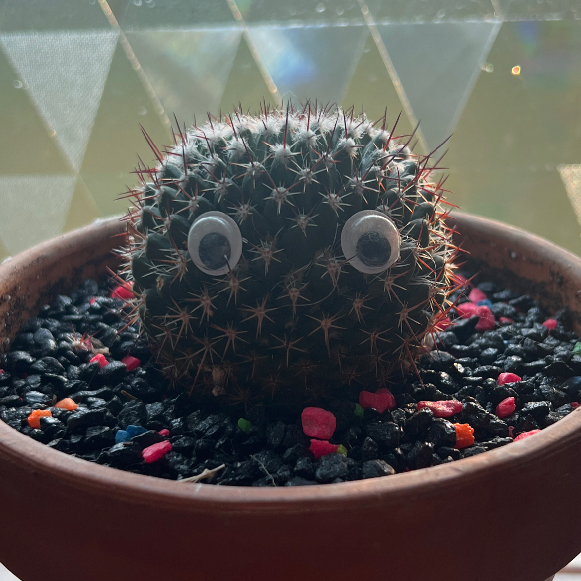 Photo of the plant species Mammillaria winterae by @minklet named Abracadaniel on Greg, the plant care app