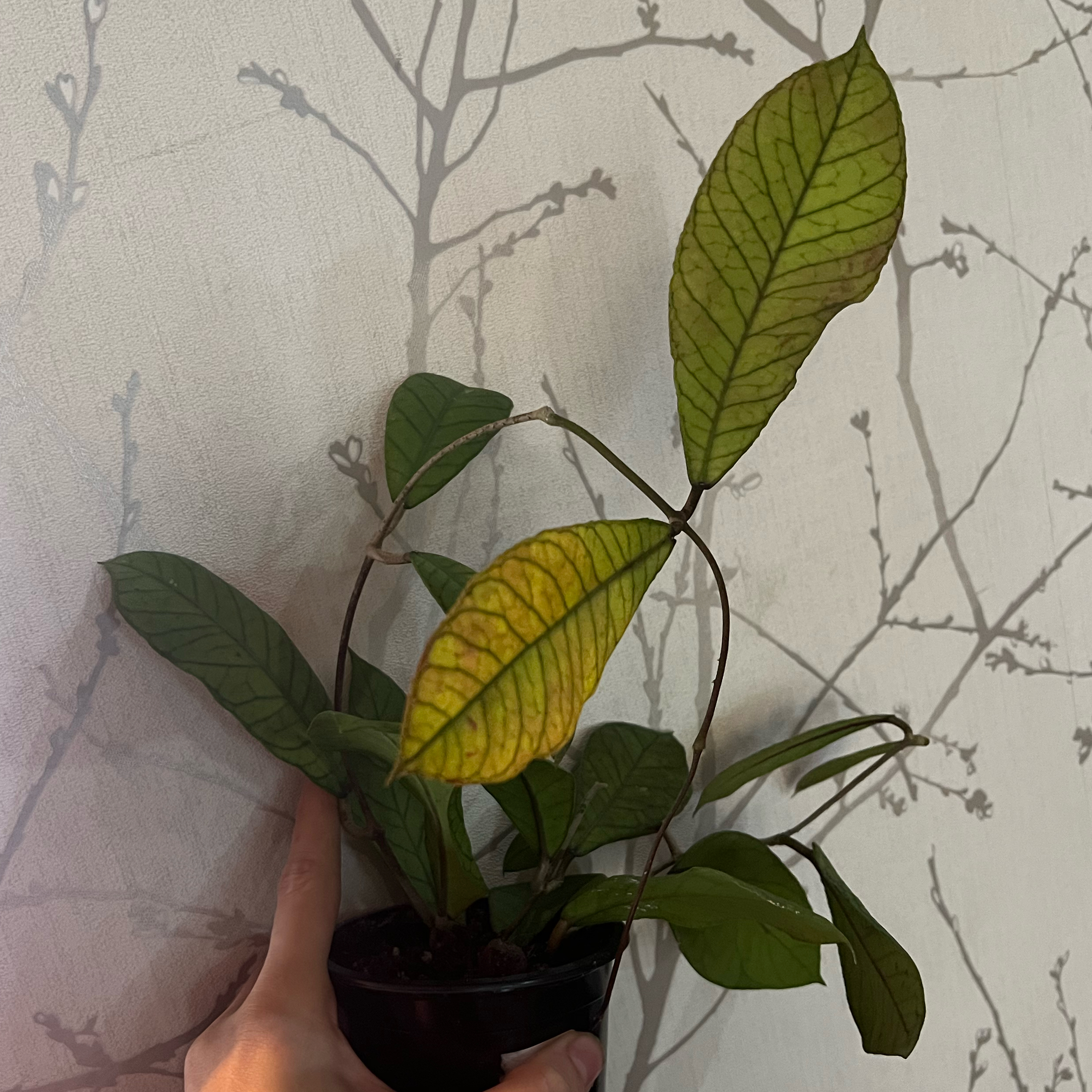 Photo of the plant species Hoya Sabah by @minklet named El Topo on Greg, the plant care app