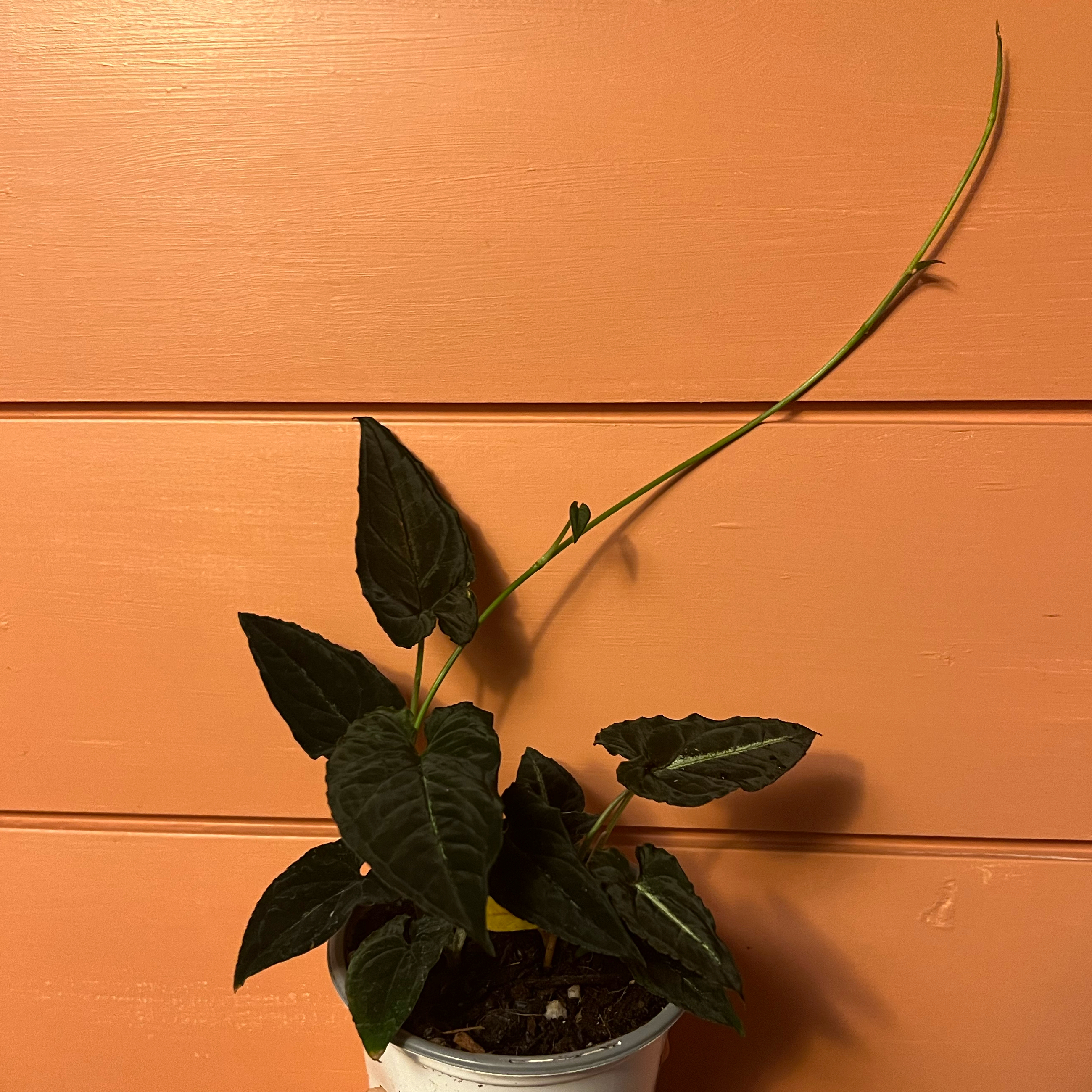 Photo of the plant species Syngonium Rayii by @minklet named Queen Meach on Greg, the plant care app