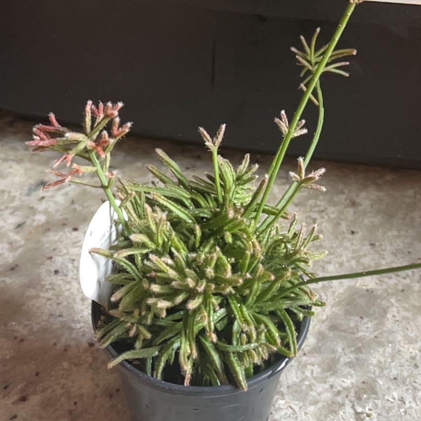 Photo of the plant species Mistletoe Cactus by @minklet named Fuzzy Lumpkins on Greg, the plant care app