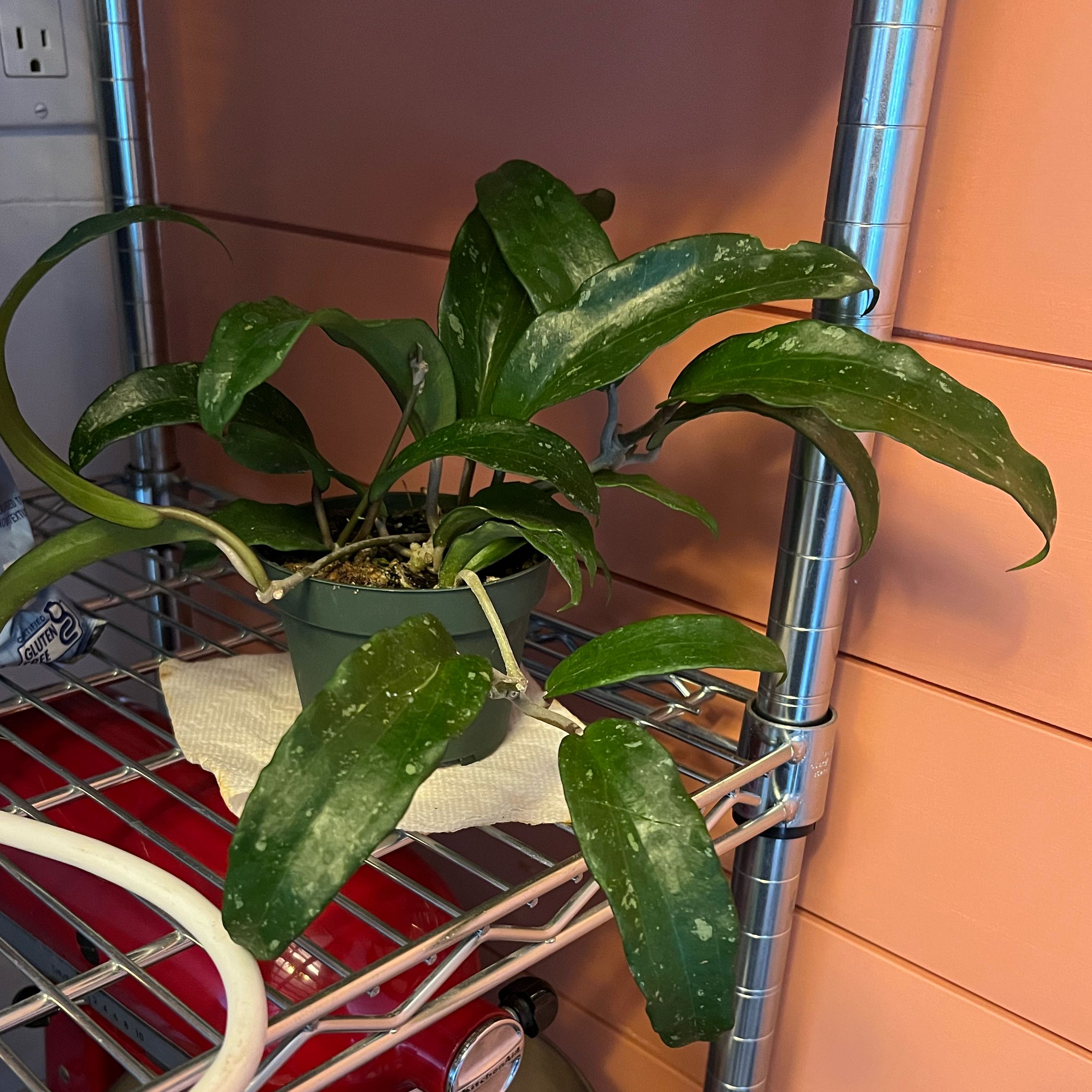 Photo of the plant species Hoya undulata by @minklet named Quilf on Greg, the plant care app