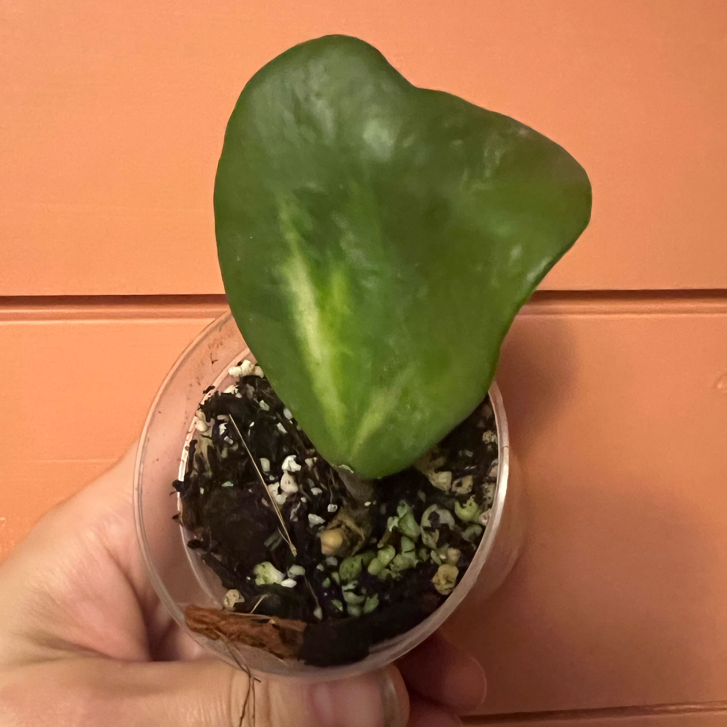 Photo of the plant species reverse variegataed hoya kerri by @minklet named Daphne on Greg, the plant care app