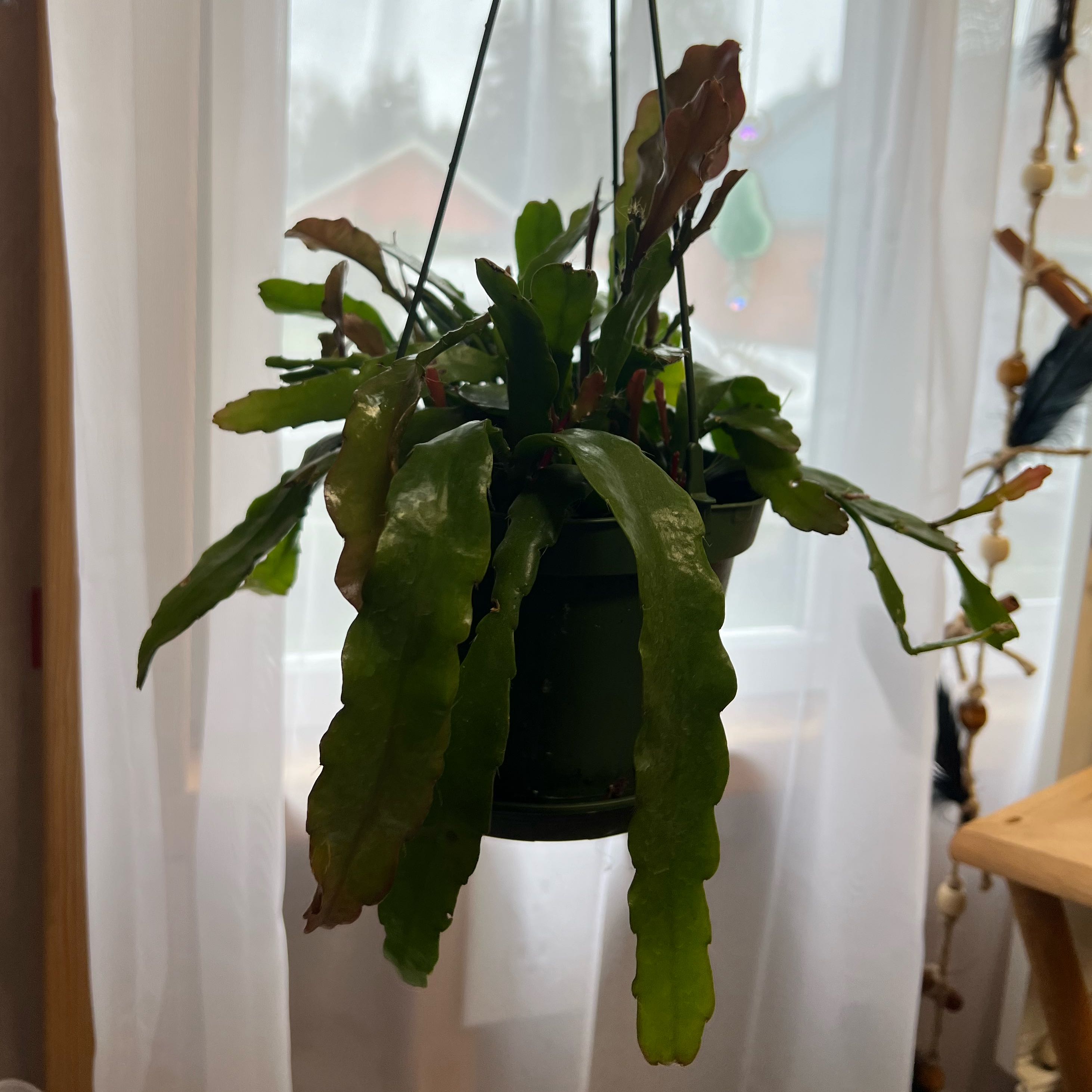 Photo of the plant species Hooker's Orchid Cactus by @minklet named Duke on Greg, the plant care app
