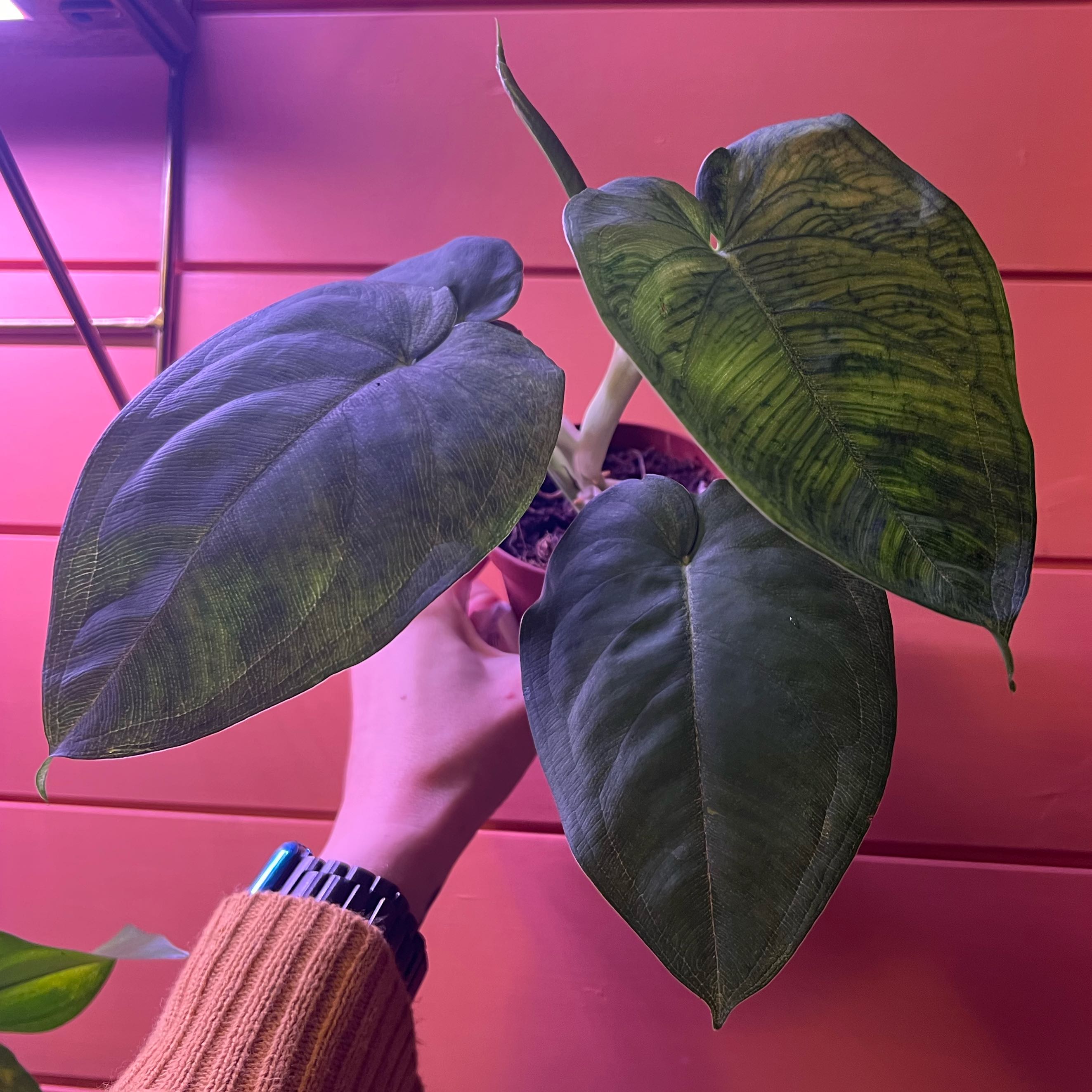 Photo of the plant species Syngonium Frosted Heart by @minklet named Bugby Gloomkins on Greg, the plant care app