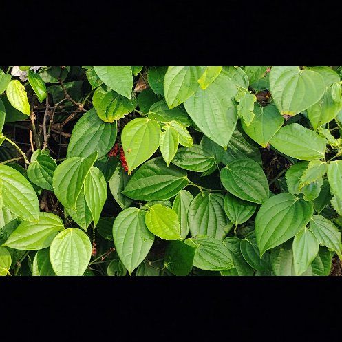 Photo of the plant species Wild Yam by @LadySwedishivy named Kendall on Greg, the plant care app