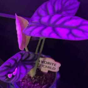 Photo of the plant species Alocasia Silver Dragon Mint by @BabyMotherfern named Shakira on Greg, the plant care app