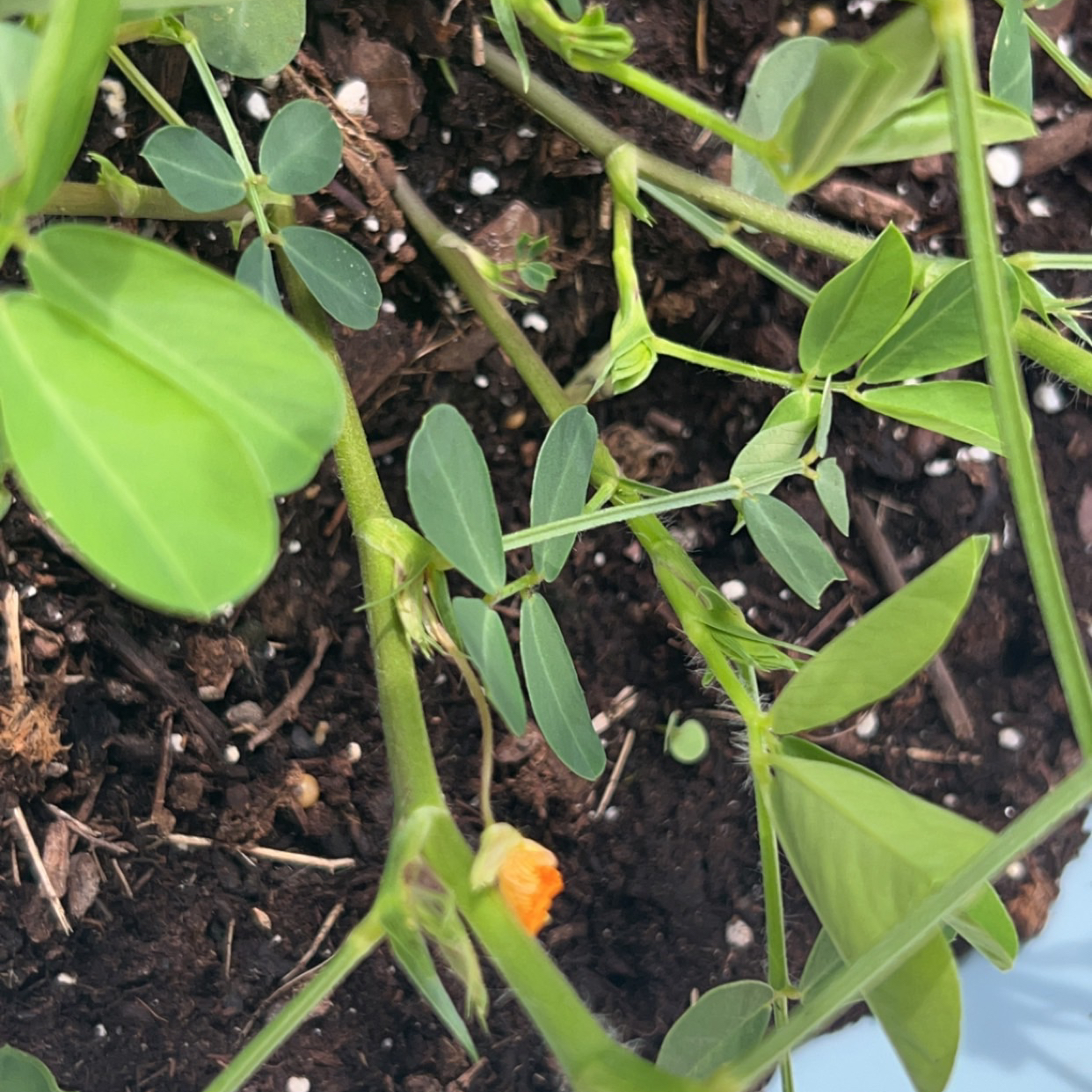 Photo of the plant species Peanut by @PlenaryStaraloe named Bodhi on Greg, the plant care app