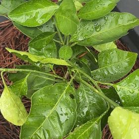 Photo of the plant species Owari Satsuma Tree by @DeftMexicanhens named Taylor Swift on Greg, the plant care app