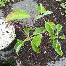 Photo of the plant species Red Twig Dogwood by @DeftMexicanhens named Kardashian on Greg, the plant care app