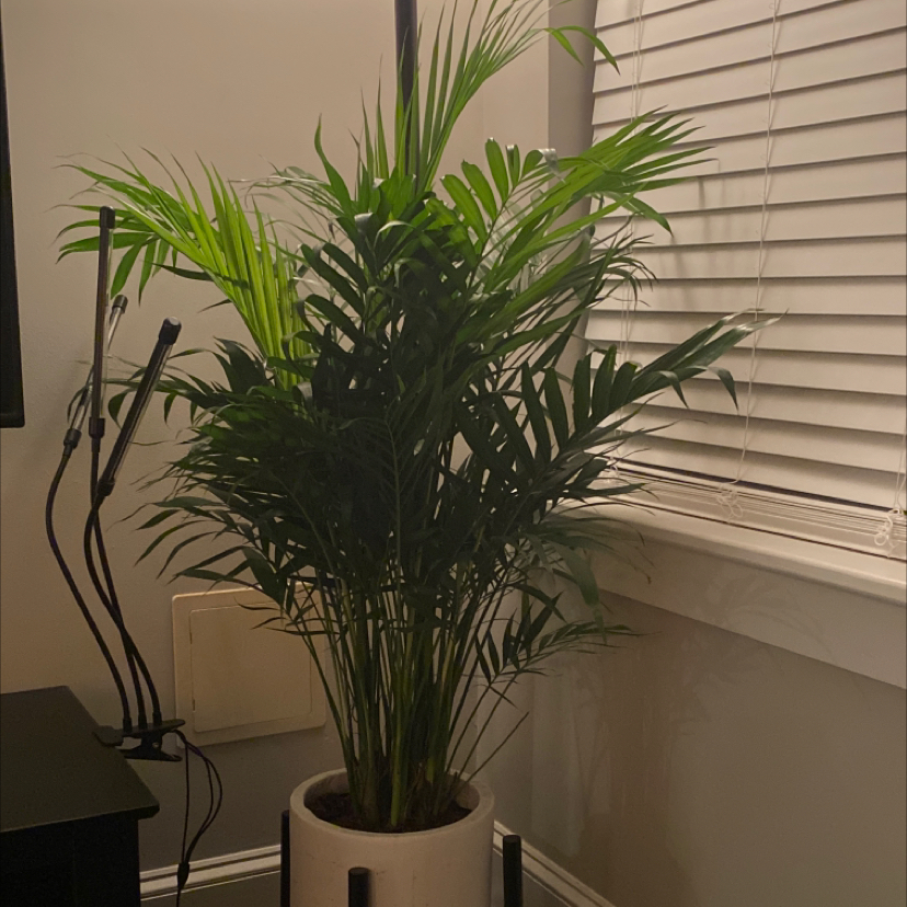Healthy Kentia Palm with lush green fronds in white ceramic pot by window with blinds, thriving indoor plant specimen.