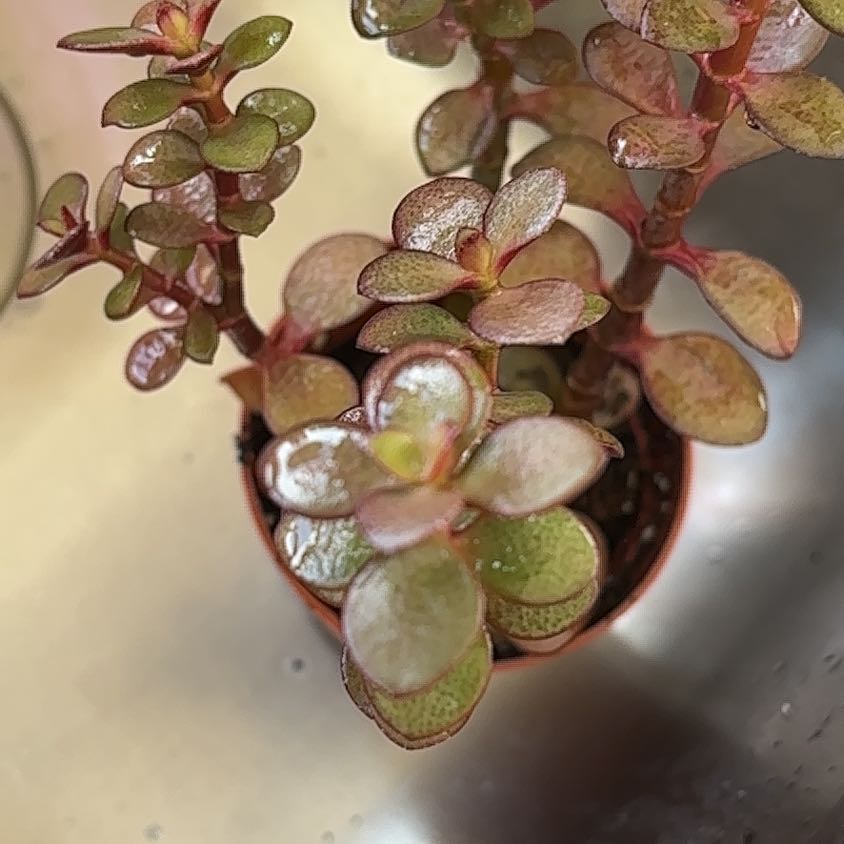 Photo of the plant species Stapelia by @HunkyFrogbit named Plato on Greg, the plant care app