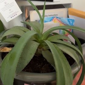 Photo of the plant species Mangave 'Tooth Fairy' by @CozyRubyball named Hemingway on Greg, the plant care app