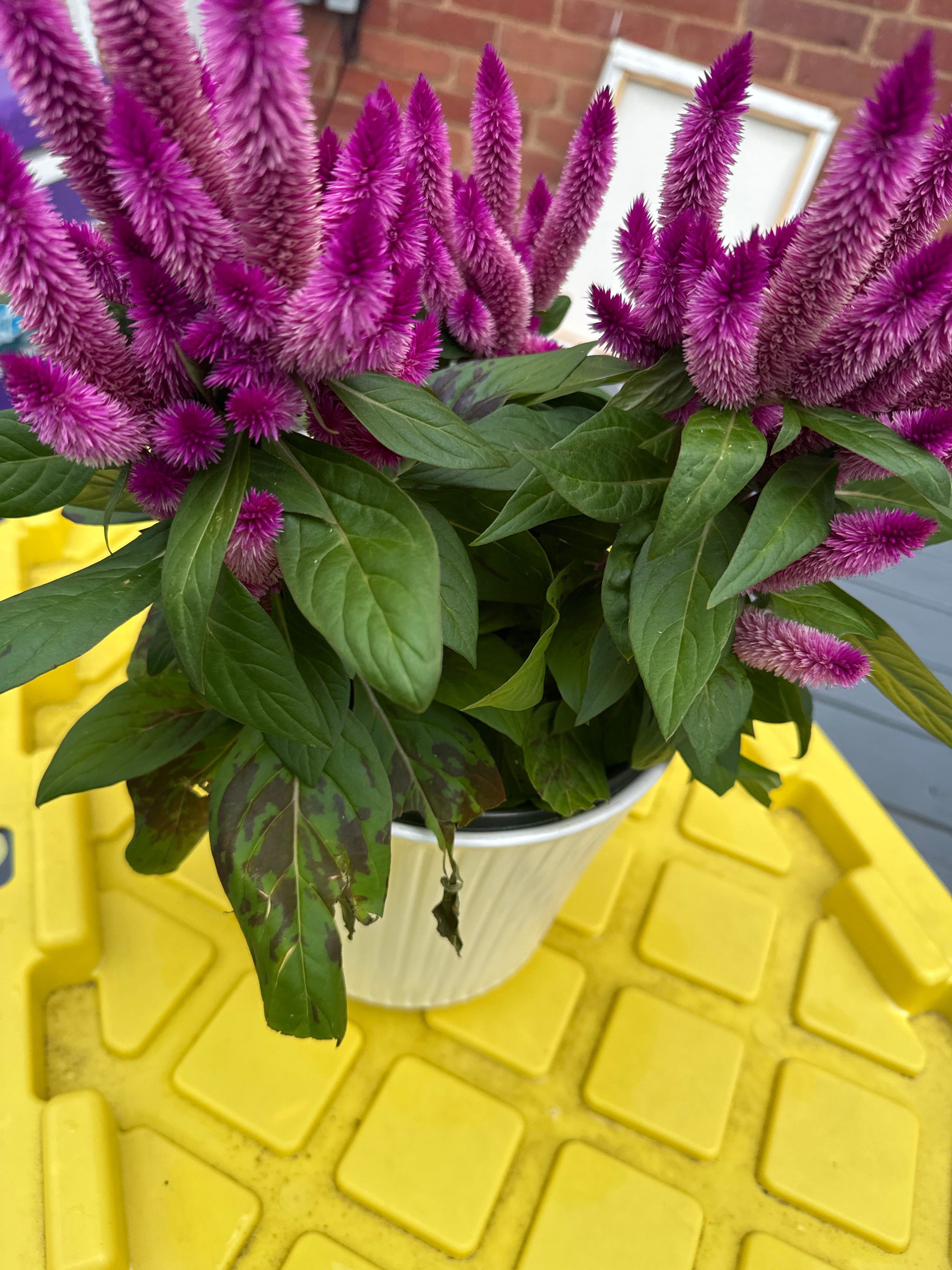 How Much Water & Light Does it Need to Thrive?