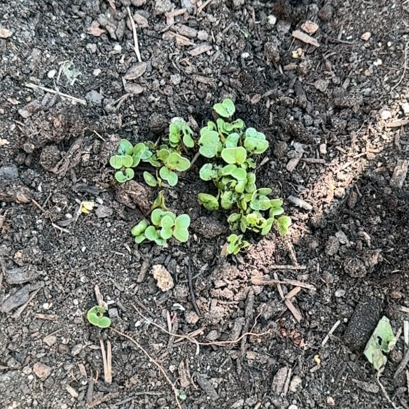 Photo of the plant species Asian Ponysfoot by @WarmCrystalice named Demi on Greg, the plant care app