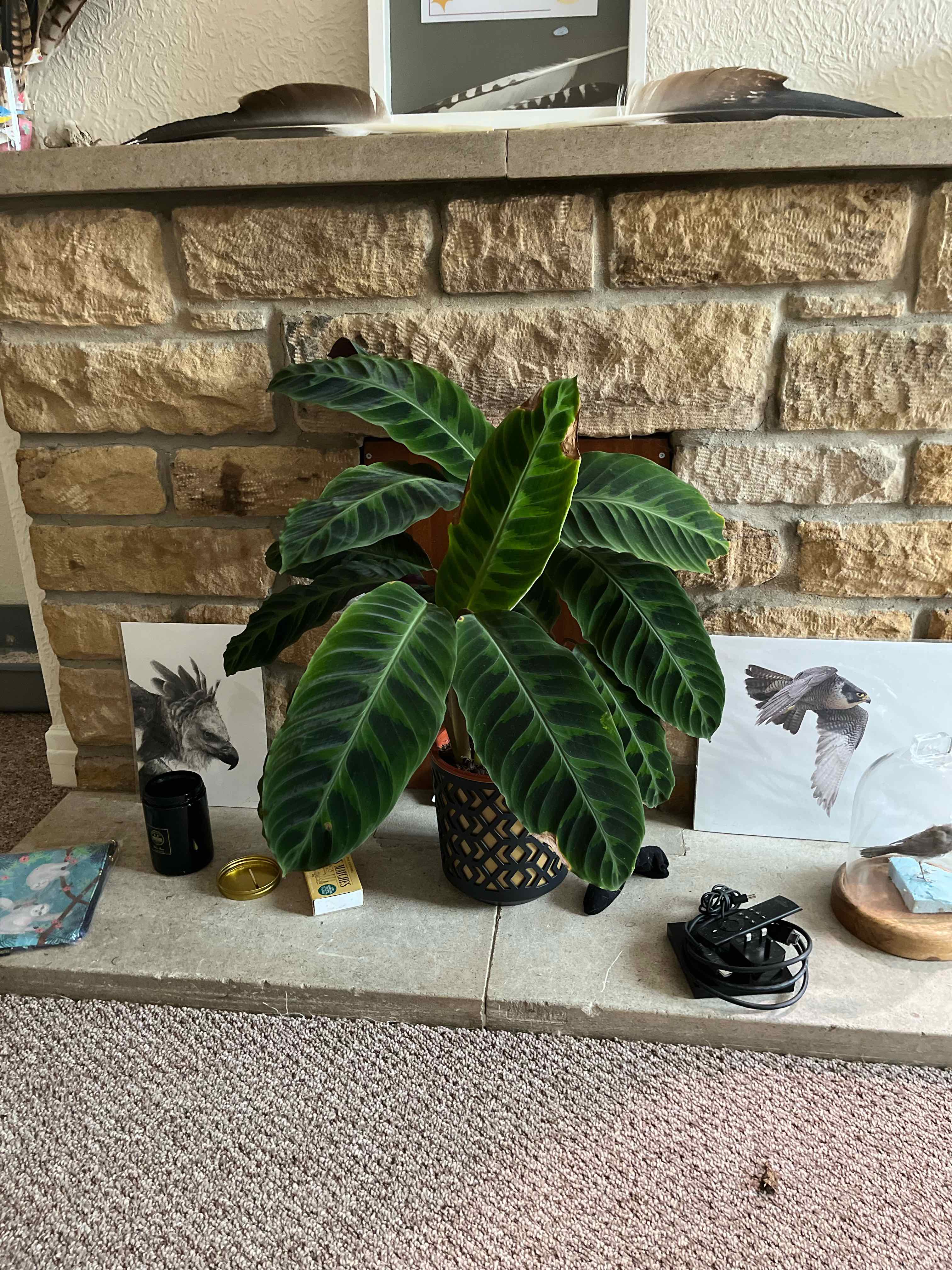 Photo of the plant species Jungle Velvet by @codiejagger named Calathea Jungle Velvet on Greg, the plant care app