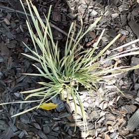 Photo of the plant species Spiny-Head Mat-Rush by @LucentDogfennel named Einstein on Greg, the plant care app