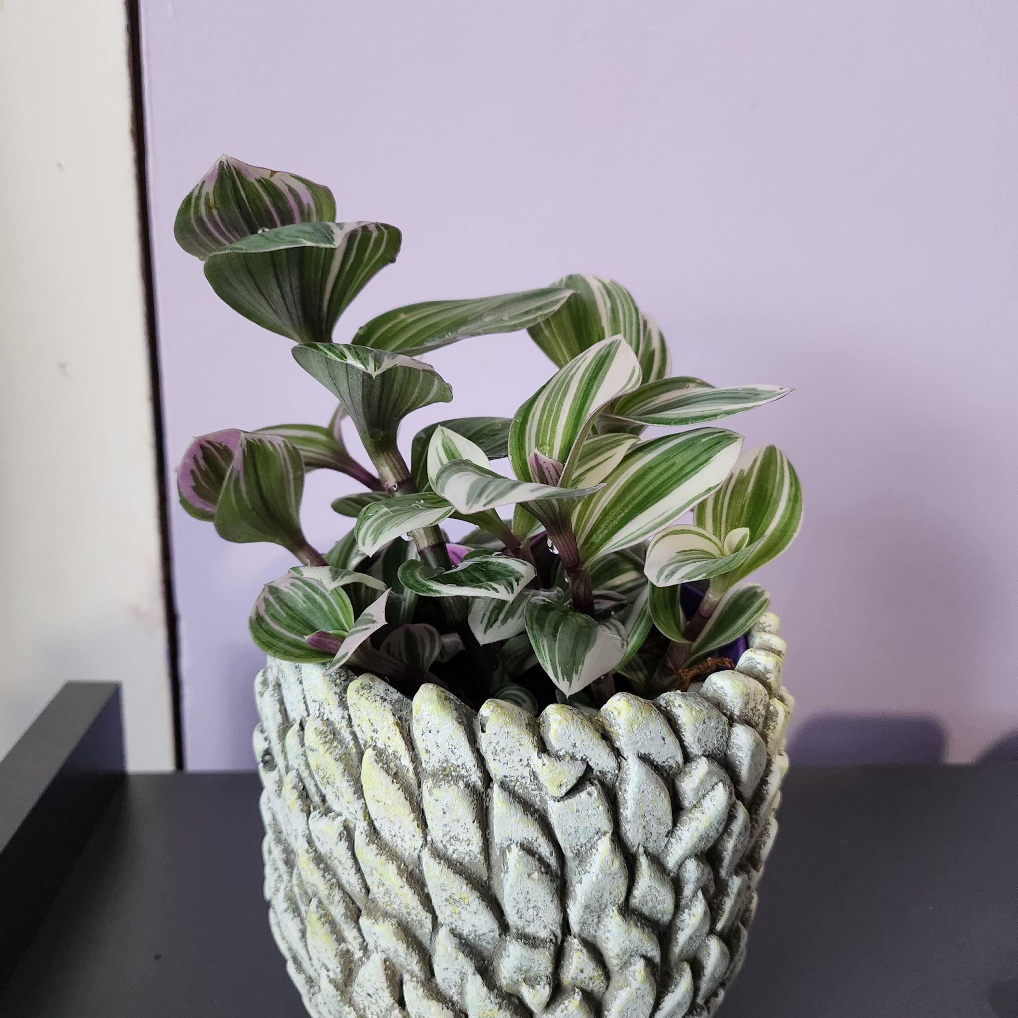 Photo of the plant species Tradescantia fluminensis 'White Stripes' by @KeenGumbolimbo named Wall-E on Greg, the plant care app