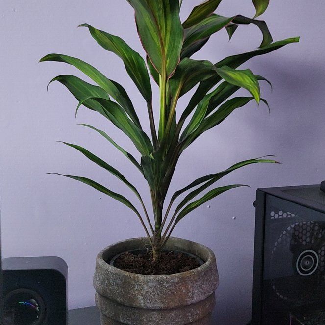 Photo of the plant species Drácena Kiwi by @KeenGumbolimbo named Bruce Lee on Greg, the plant care app