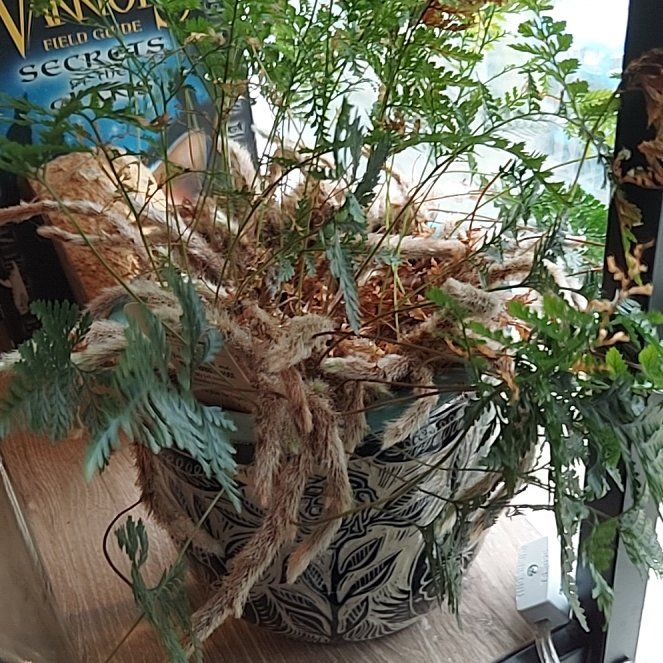 Photo of the plant species Black Rabbit Foot Fern by @vmum named Kuro on Greg, the plant care app