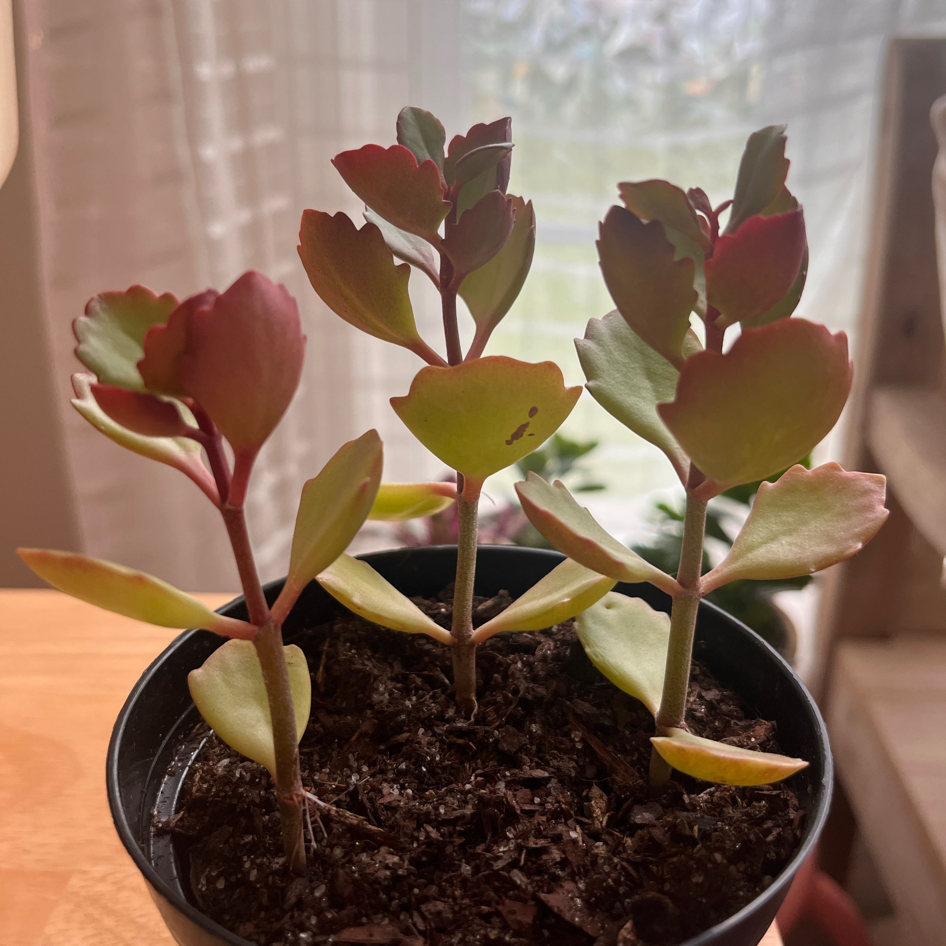Photo of the plant species Six-Angled Kalanchoe by @Pastelflower named Tulip on Greg, the plant care app
