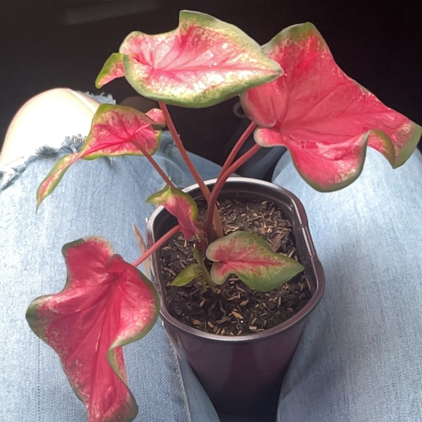 Photo of the plant species Brandywine Caladium by @Pastelflower named Khaleesi on Greg, the plant care app