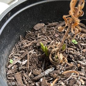 Photo of the plant species Bluestar by @LucentSmokebush named Delilah on Greg, the plant care app