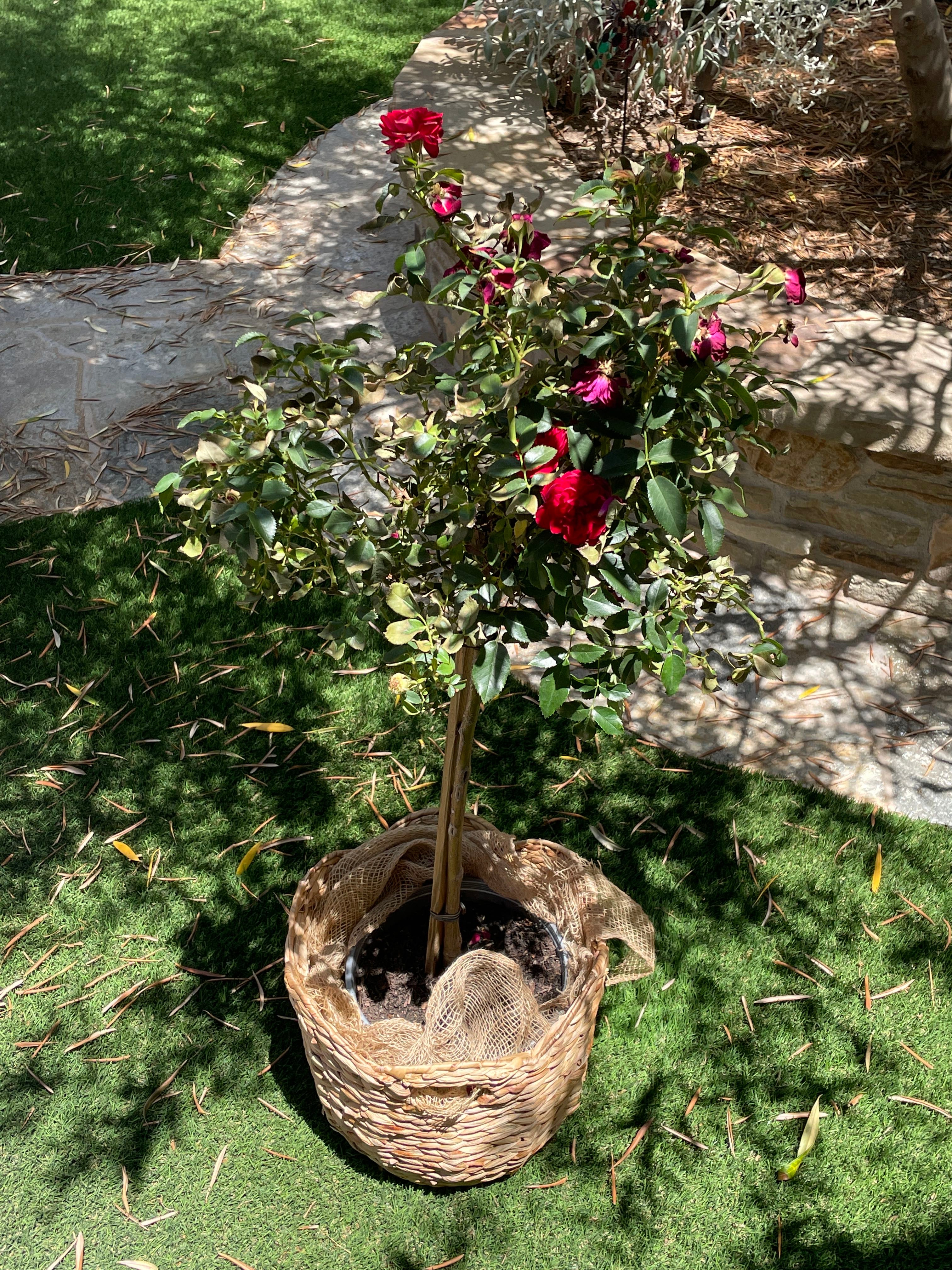 🌹 Your Double knock out rose's Light Requirements