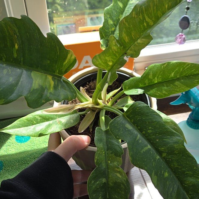 Photo of the plant species Philodendron Ring Of Fire by @CosmicTyrimnus named Sauron on Greg, the plant care app