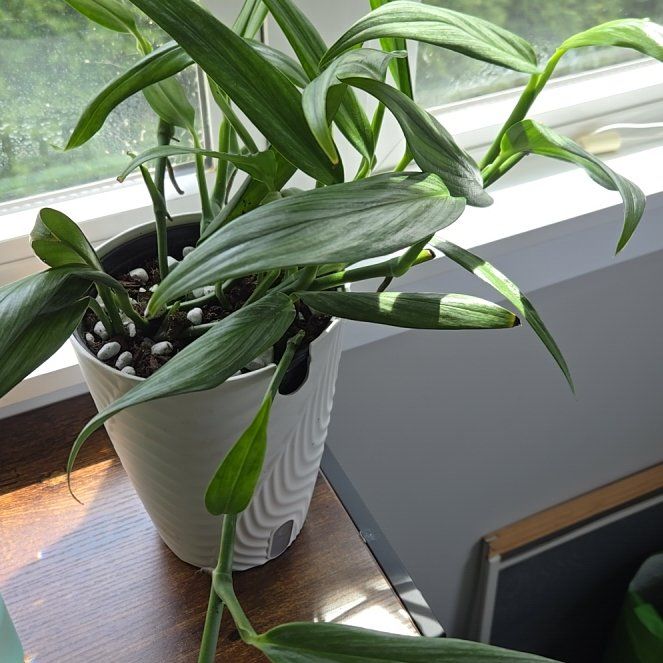 Photo of the plant species Pothos by @CosmicTyrimnus named Cleo on Greg, the plant care app