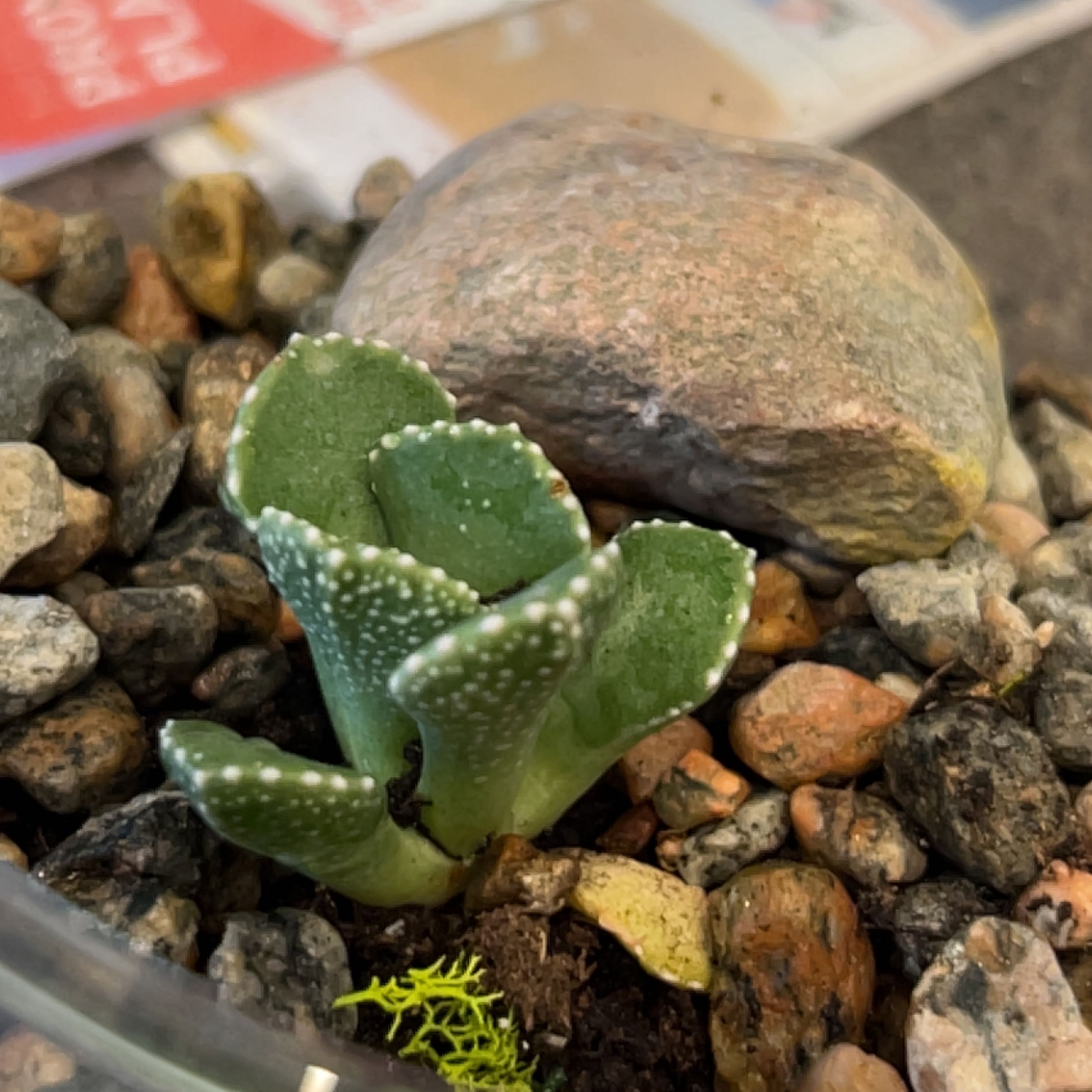 Photo of the plant species Giant Jewel Plant by @SnappyHeather named Eva on Greg, the plant care app