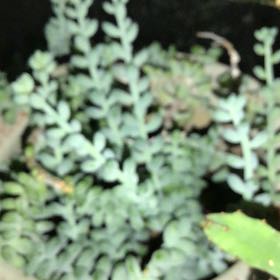 Photo of the plant species Yellow Horned Poppy by @AproposCordmoss named Harmony on Greg, the plant care app