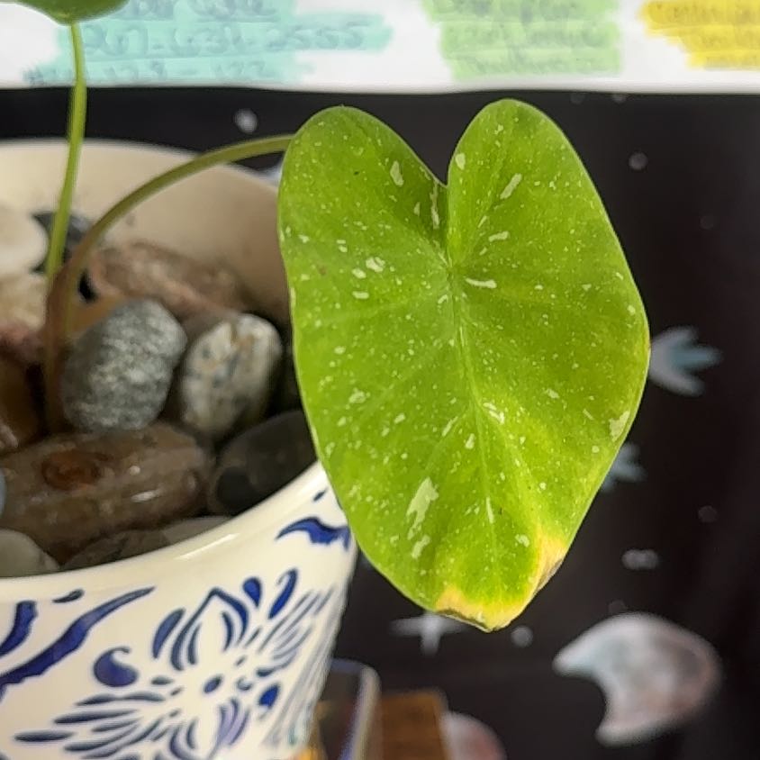 Photo of the plant species Colocasia Milky Way by @Tanifierro named Morgan Treeman on Greg, the plant care app