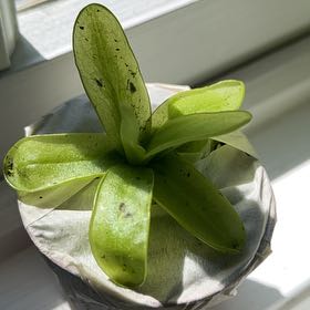 Photo of the plant species Primrose Butterwort by @PureRicheyegold named Bk butterwort 1 on Greg, the plant care app