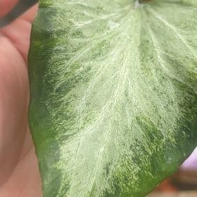 Photo of the plant species Angel Wings by @ActualFlamelily named Diana on Greg, the plant care app