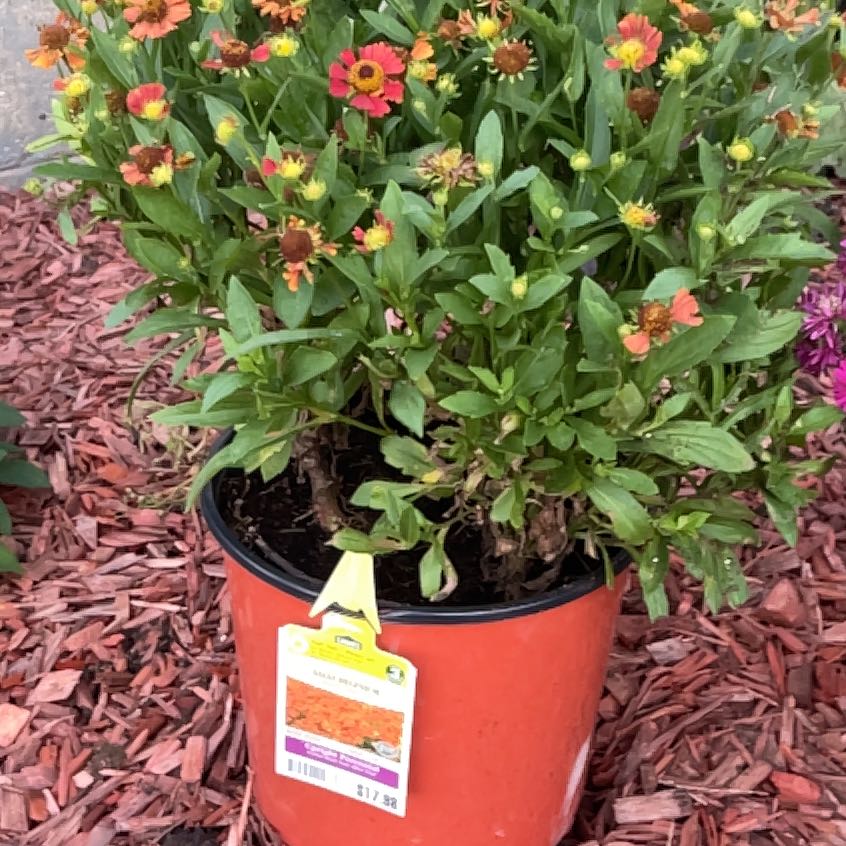Photo of the plant species Sneezeweed by @SelfmadeBorage named Hemingway on Greg, the plant care app