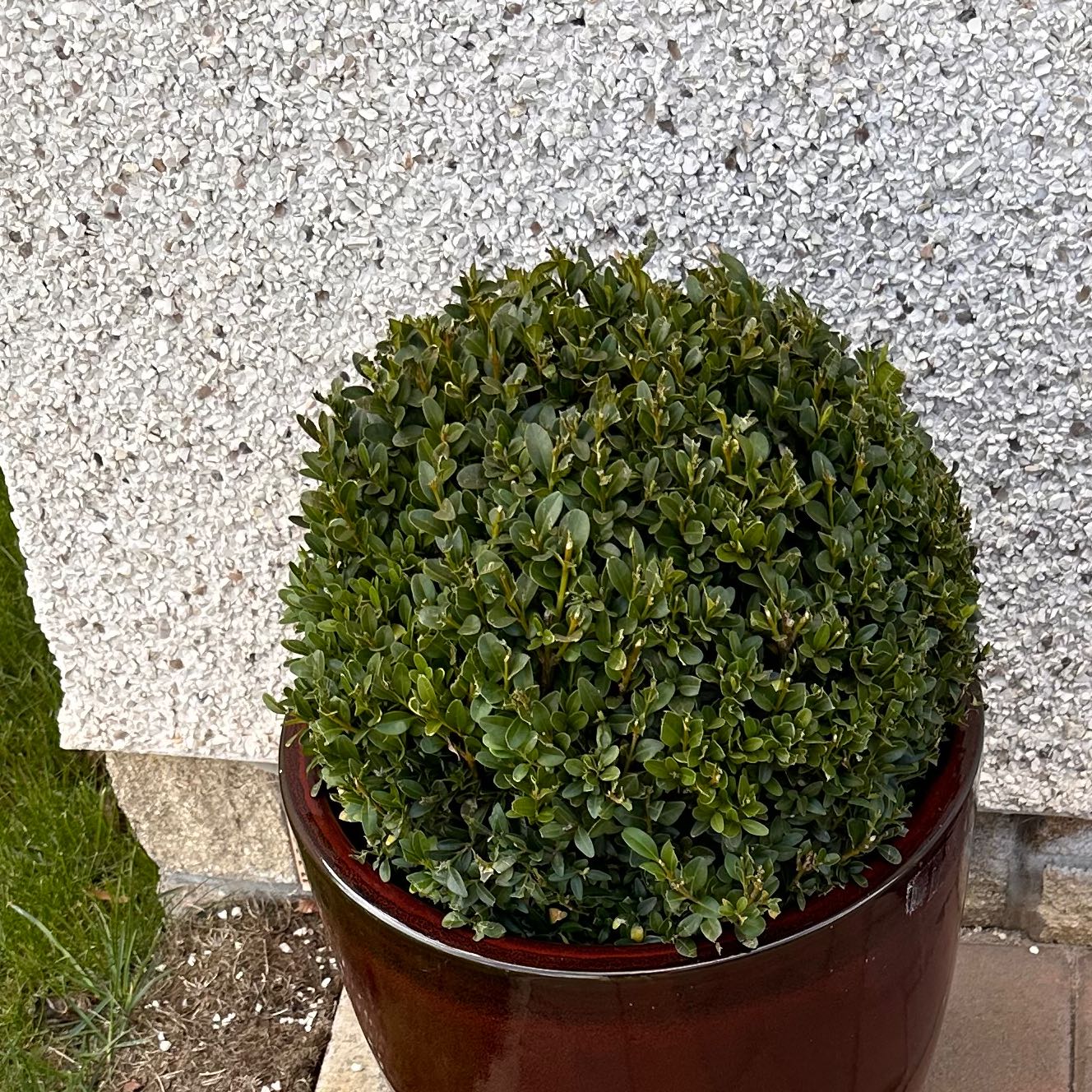 Healthy common boxwood plant in a brown ceramic pot against a white wall, with dense green foliage and no signs of disease or stress.