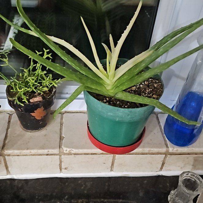 Aloe