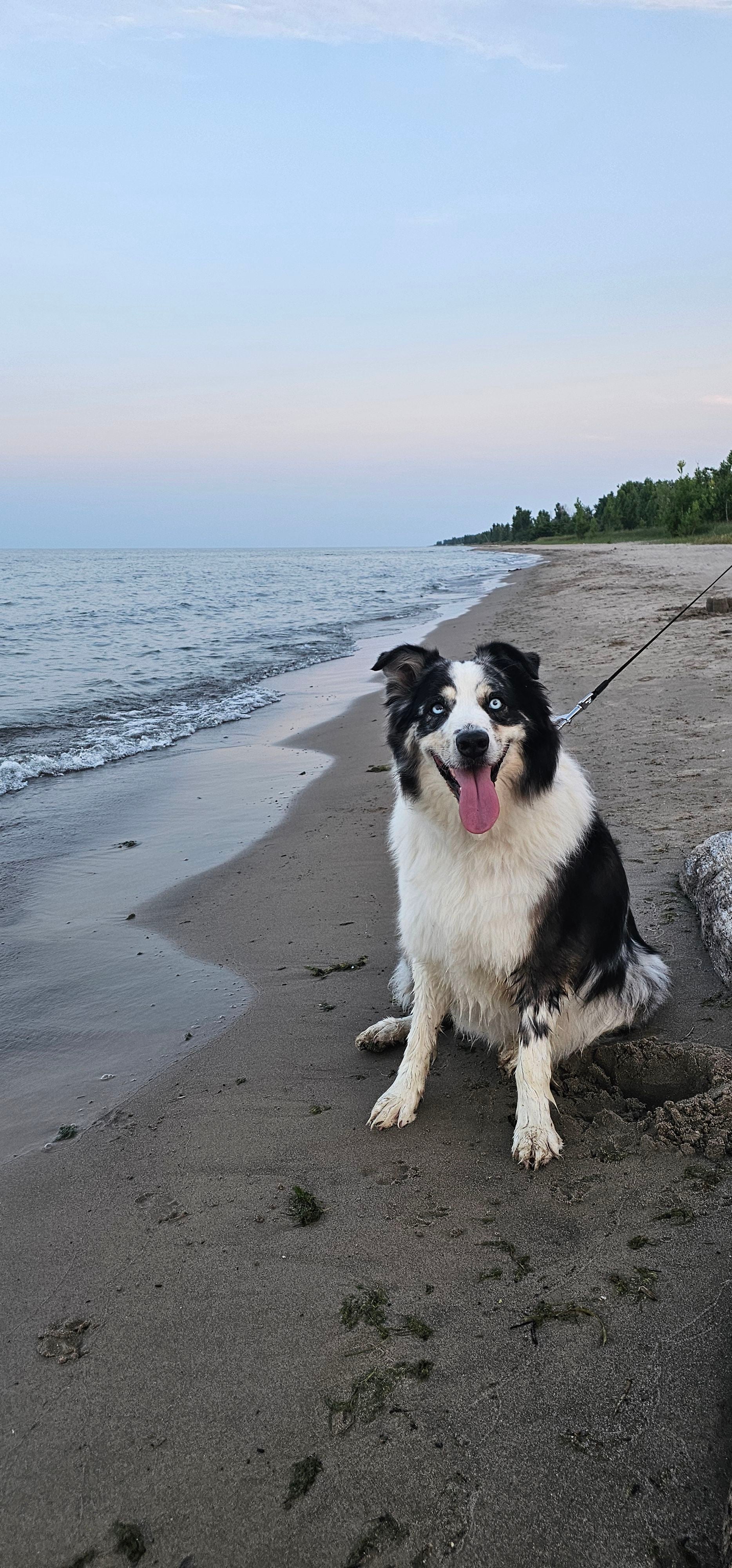 Donkey Dick A plant by DotingCapeivy on Greg