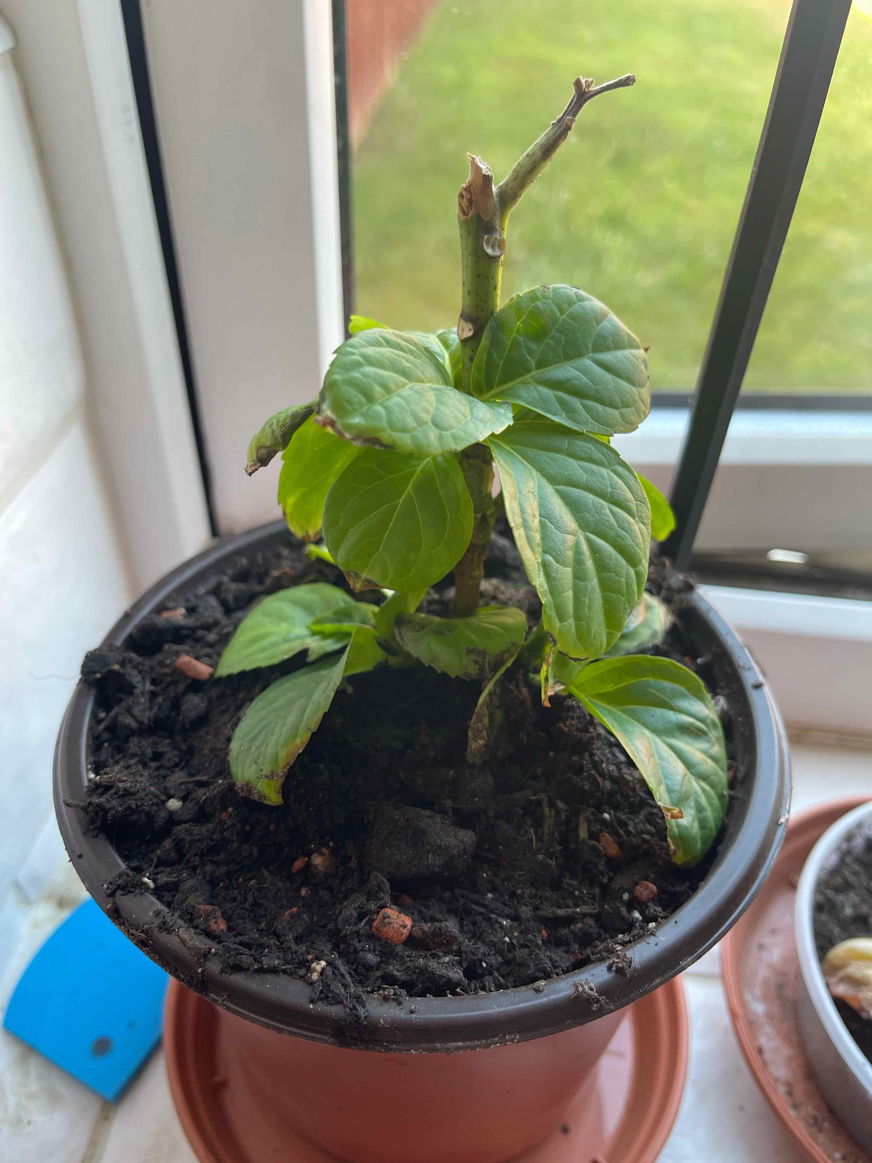 Plant care for Eclipse Hydrangea on Greg, the plant care app