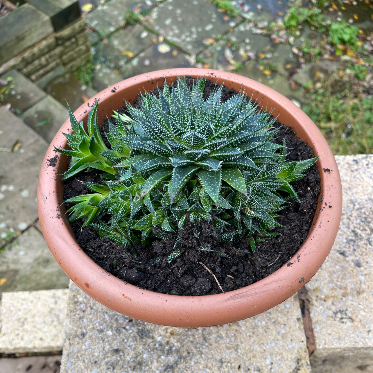 Photo of the plant species Aloe Aristata by @AshCud899 named Baby Alan on Greg, the plant care app