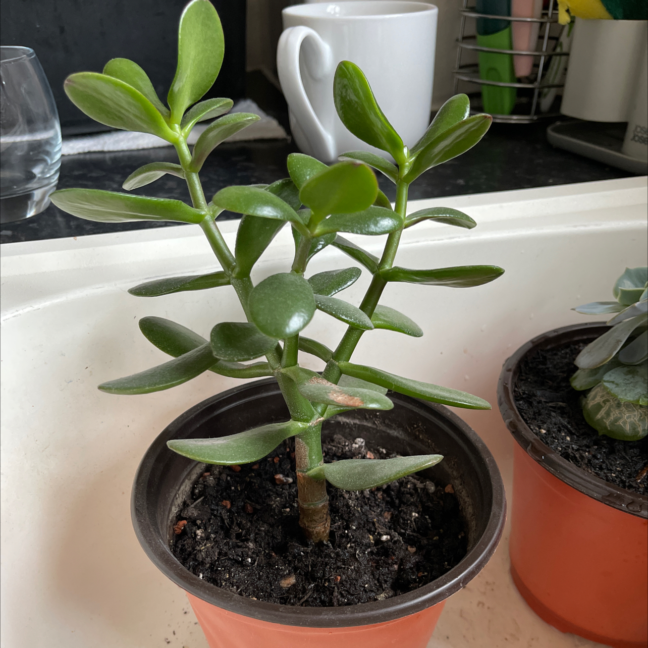 Lucky Plant plant photo by @AshCud899 named Jade Harry on Greg, the plant care app.